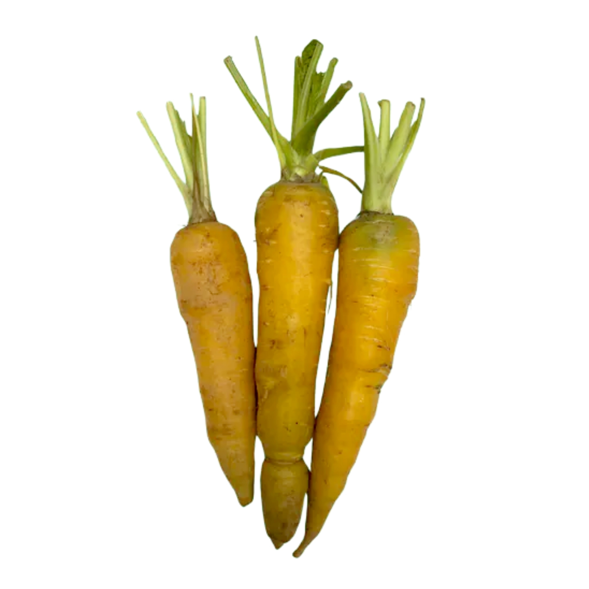 Local Organic Carrot (CATTY)