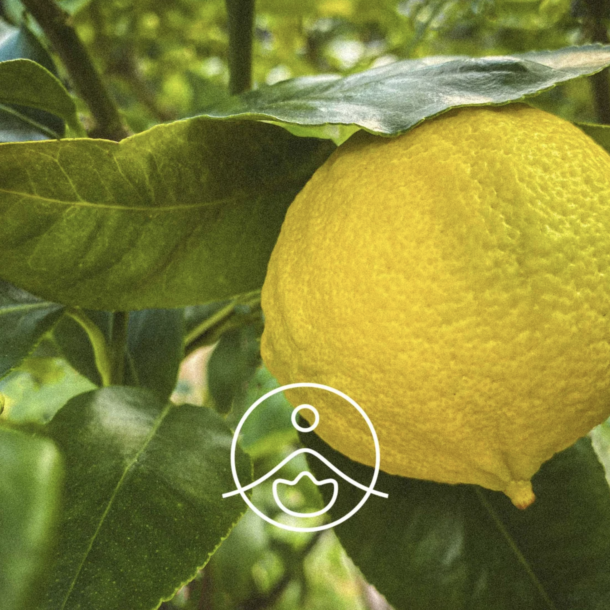 有機佛手柑(無光敏)精油 - Florihana