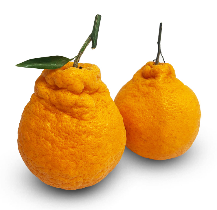 Chun Jian Mandarin x 6 pcs