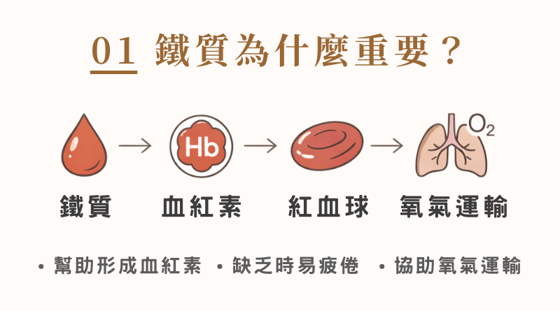 鐵質幫助形成血紅素與紅血球，負責將氧氣運送到全身，是維持體力與精神的重要關鍵。