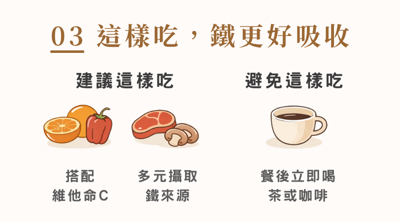 搭配維生素C與避免餐後立即飲用茶或咖啡，有助提升鐵質吸收效率。