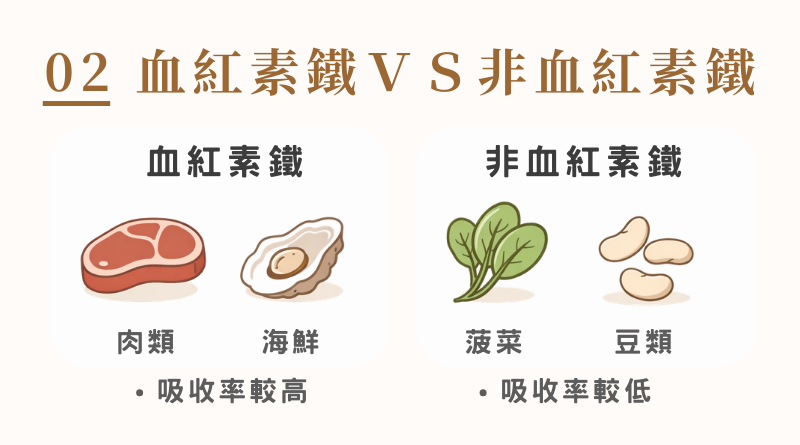 血紅素鐵主要來自肉類與海鮮，吸收率較高；非血紅素鐵來自植物與部分動物性食物，吸收率較低但來源廣泛。