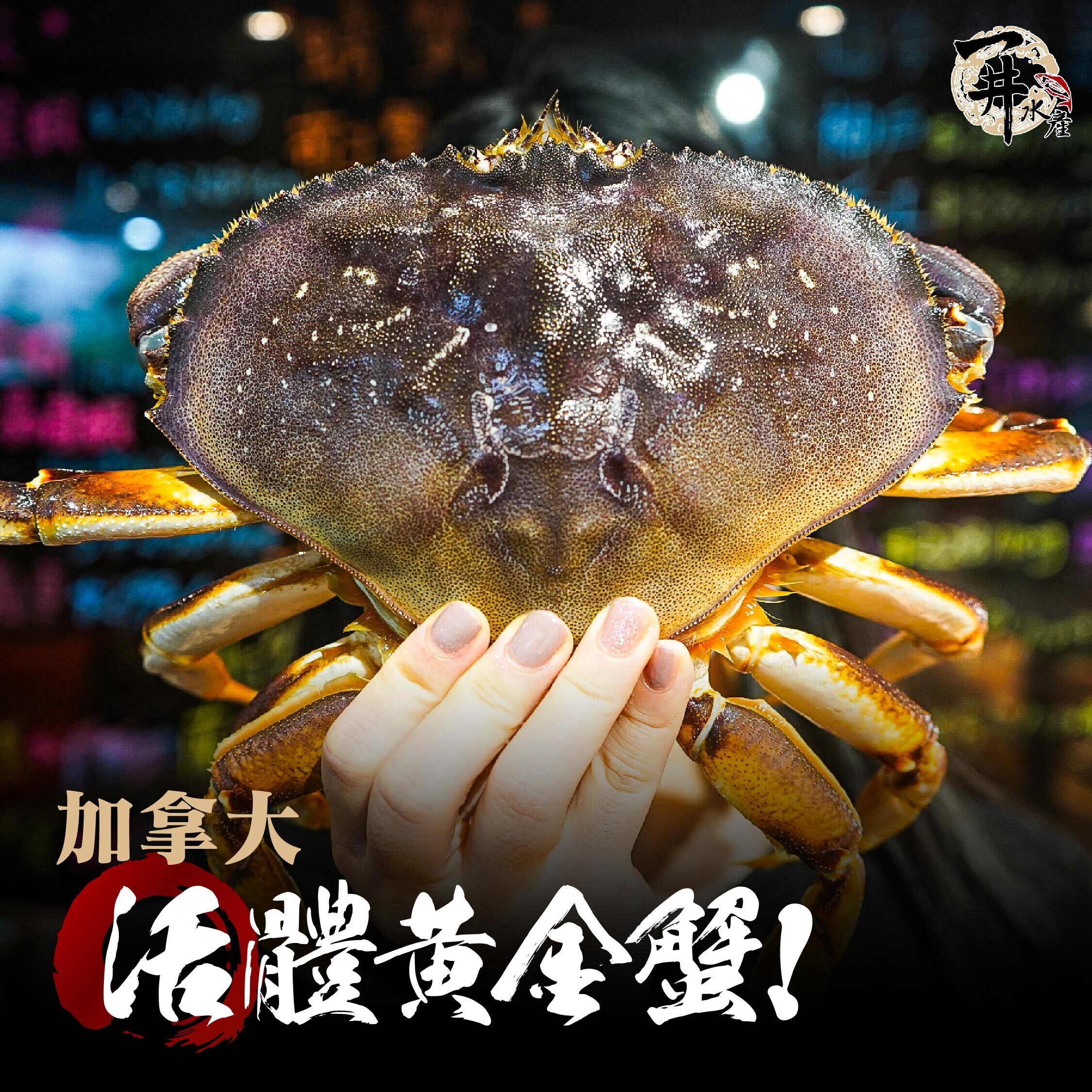 【活體】加拿大黃金蟹 ⚠️冷藏寄送，請與冷凍商品分開下單⚠️