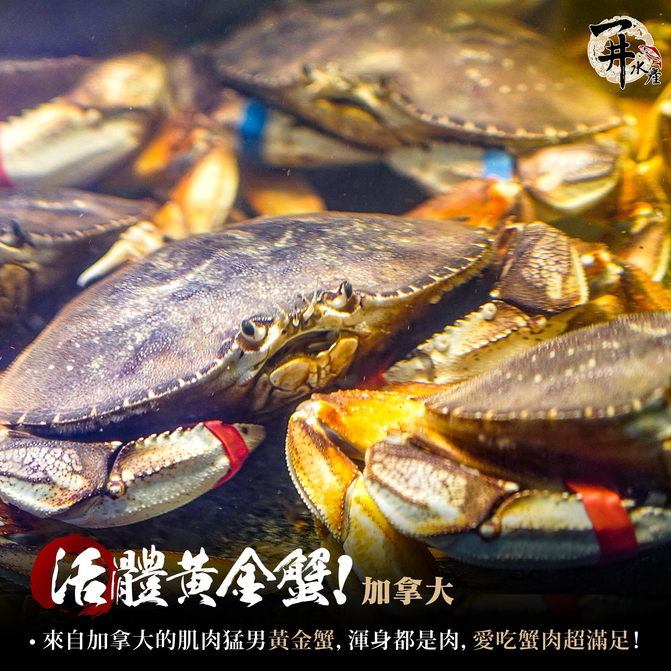 【活體】加拿大黃金蟹 ⚠️冷藏寄送，請與冷凍商品分開下單⚠️