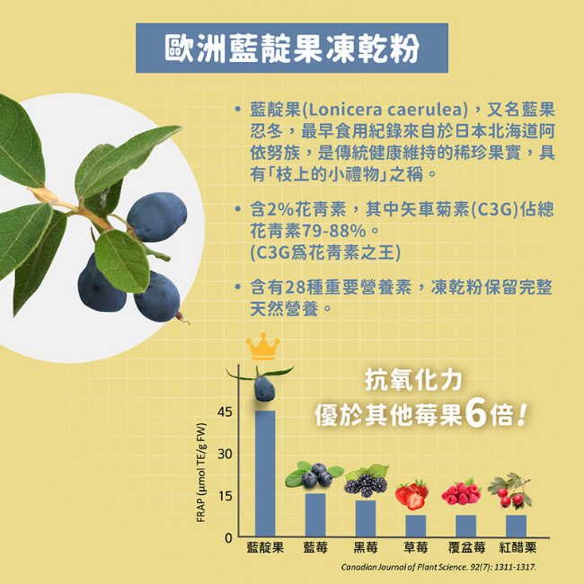 歐洲藍靛果凍乾粉,藍靛果,Loniceracaerulea,藍果忍冬,最早食用紀錄來自於日本北海道阿依努族,枝上的小禮物,含2%花青素,矢車菊素,C3G,估總花青素,79到88%,花青素之王,28種重要營養素,抗氧化力優於其他莓果6倍