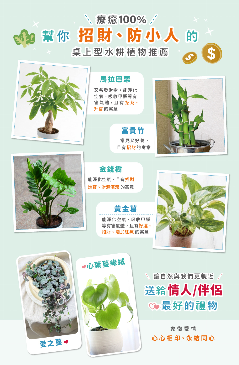 迷你魚菜共生小型生態缸推薦植物種類展示，包含黃金葛、發財樹、金錢樹等室內植物