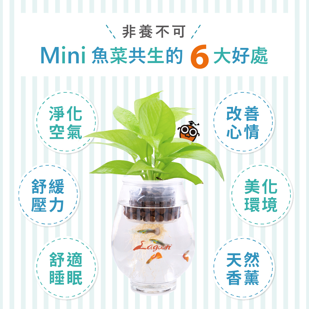 迷你魚菜共生六大優點圖解，包含淨化空氣、改善心情、美化環境、紓解壓力、舒適睡眠