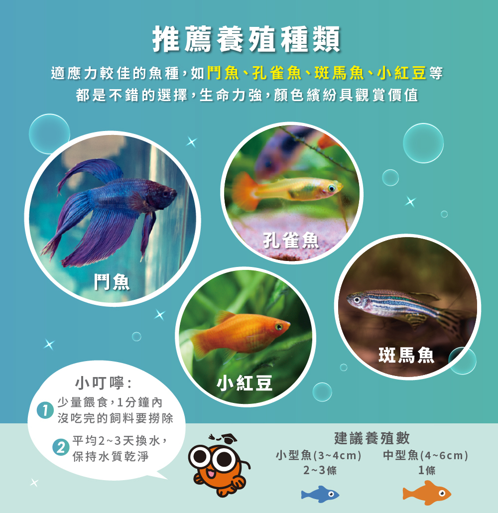 迷你魚菜共生小型生態缸適合魚種介紹，包含鬥魚、孔雀魚、小紅豆等小型觀賞魚
