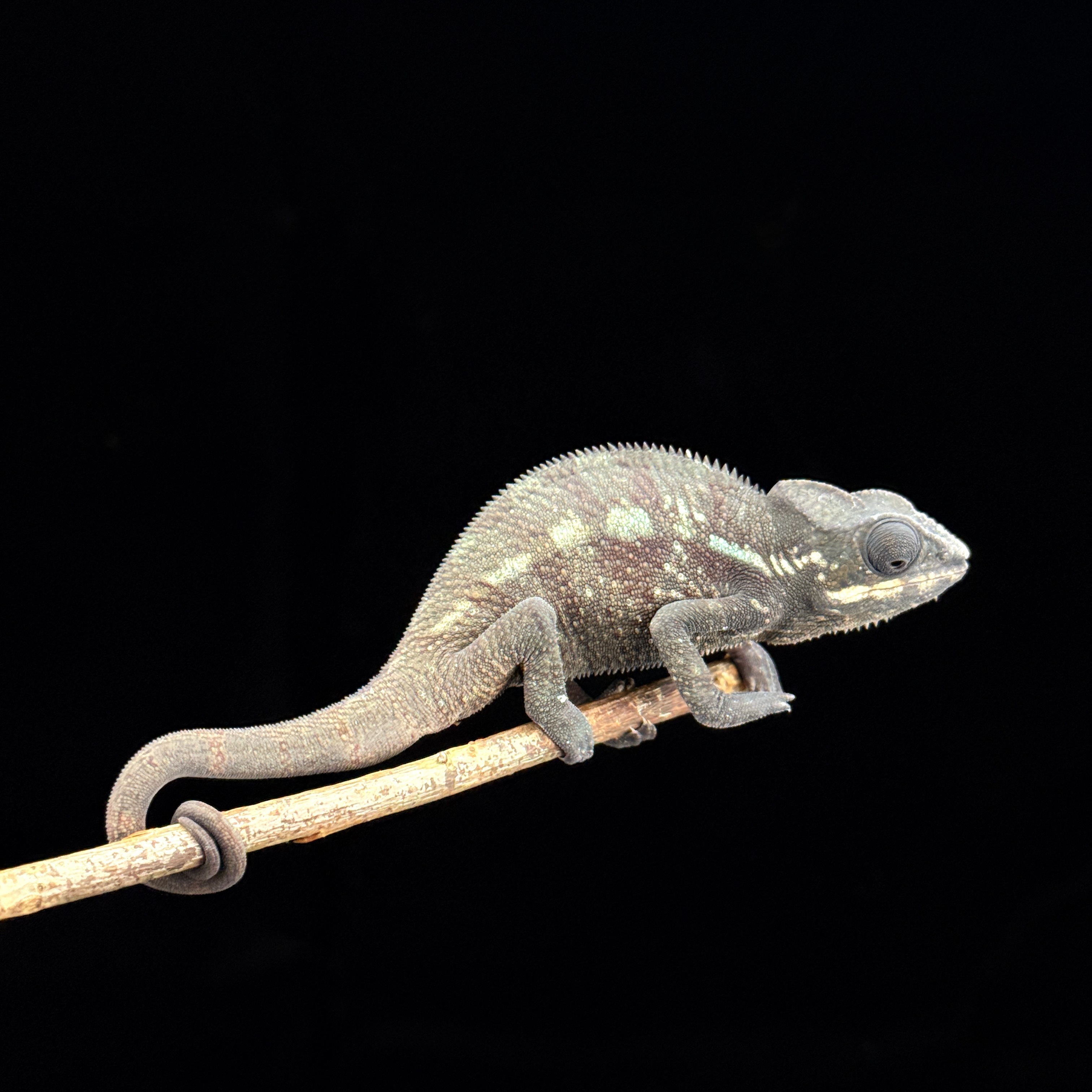 【高雄】Tamatave 塔瑪塔夫|tmt-m181f