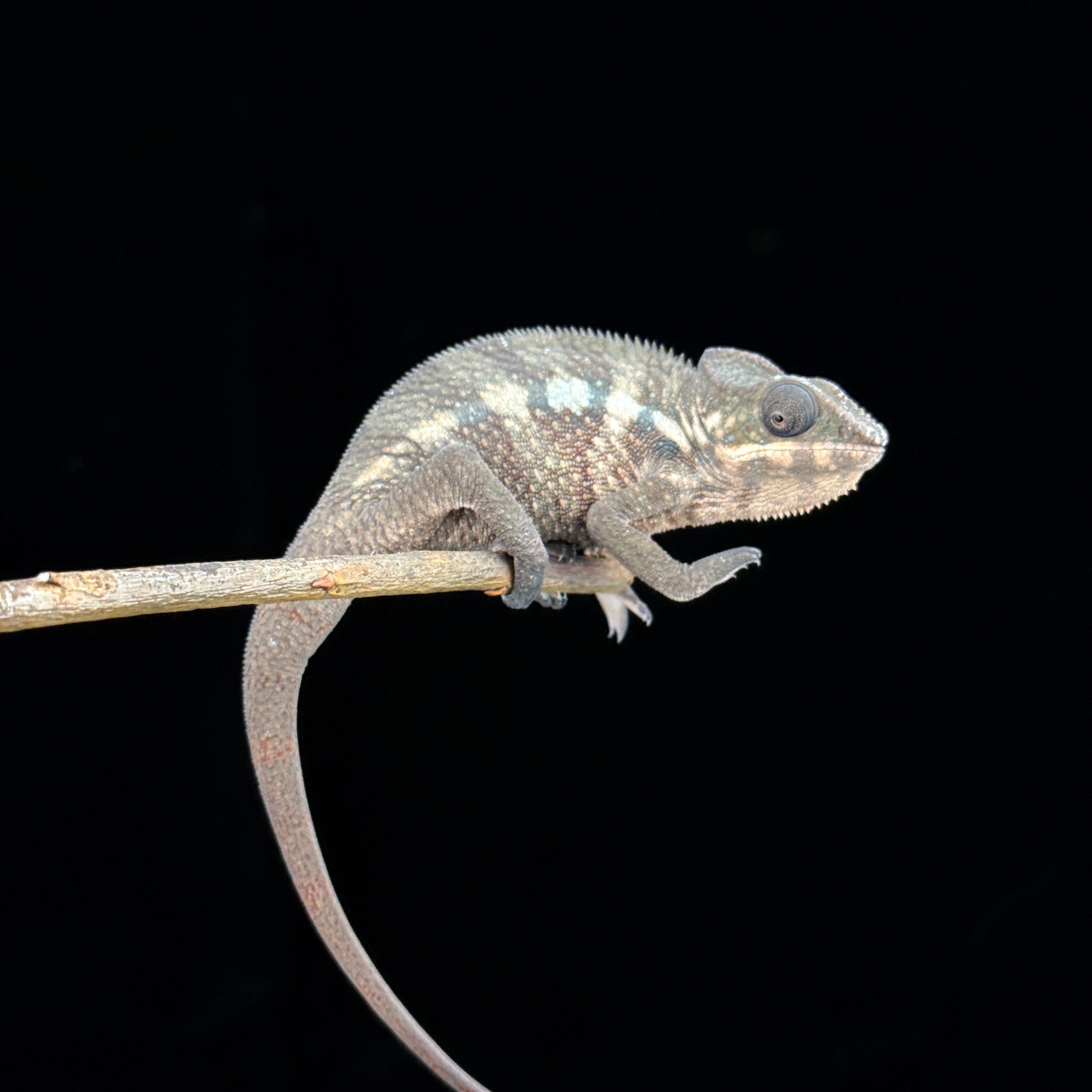 【高雄】Tamatave 塔瑪塔夫|tmt-m183f