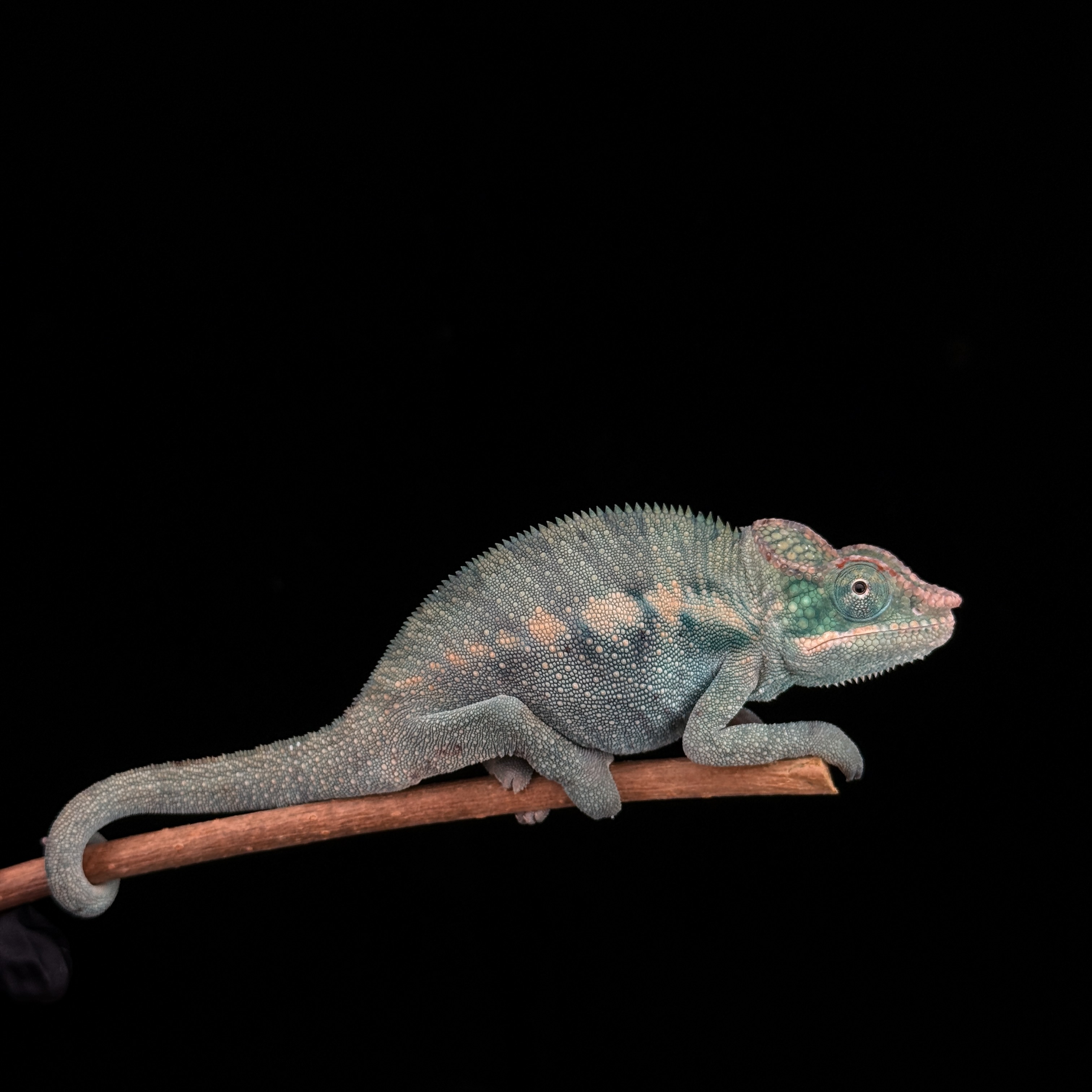 【高雄】Nosy Be 諾西貝|nsb-m132f