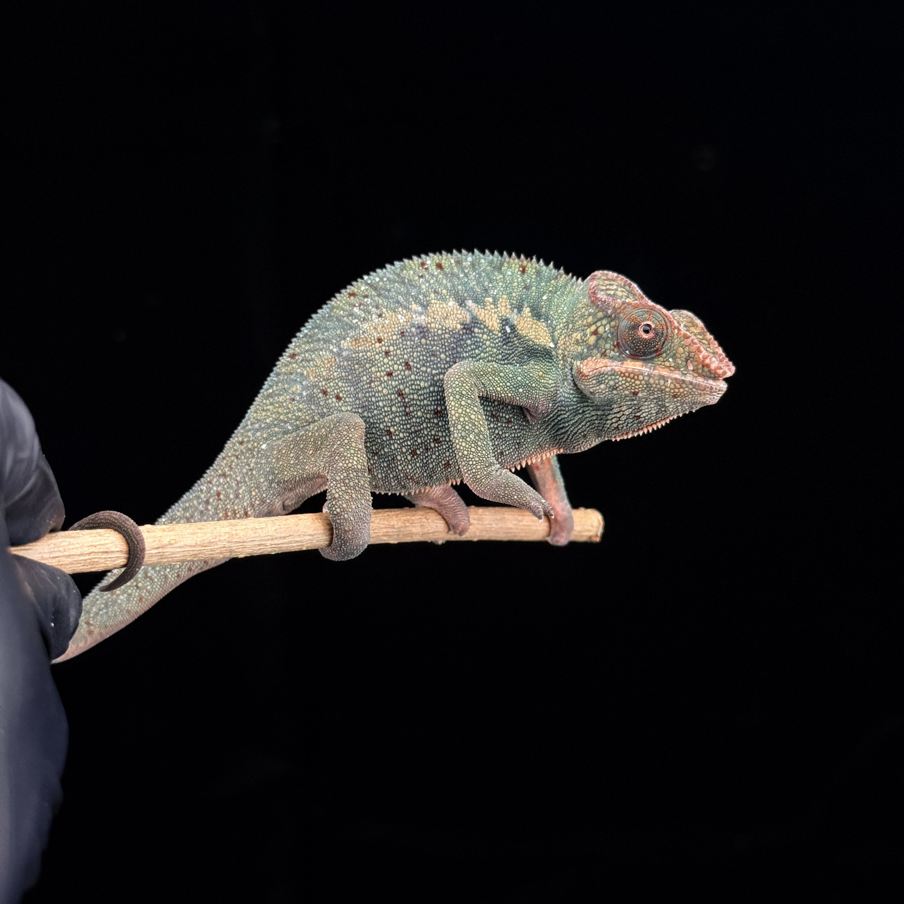 【高雄】Nosy Be 諾西貝|nsb-m134f