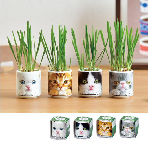 特寫貓植栽組 [共4款可選擇]
