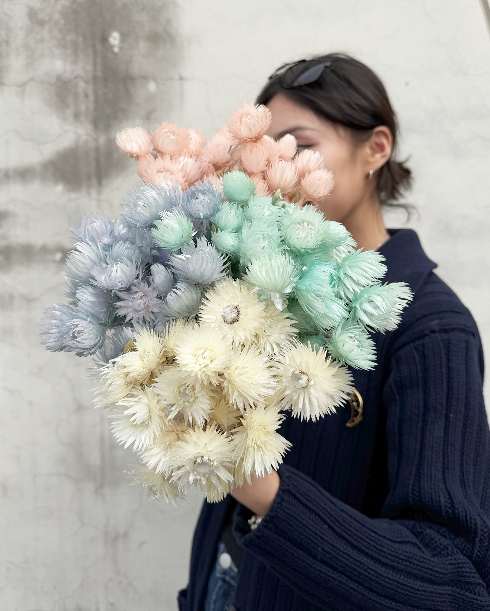 乾燥旱雪蓮 (南非)