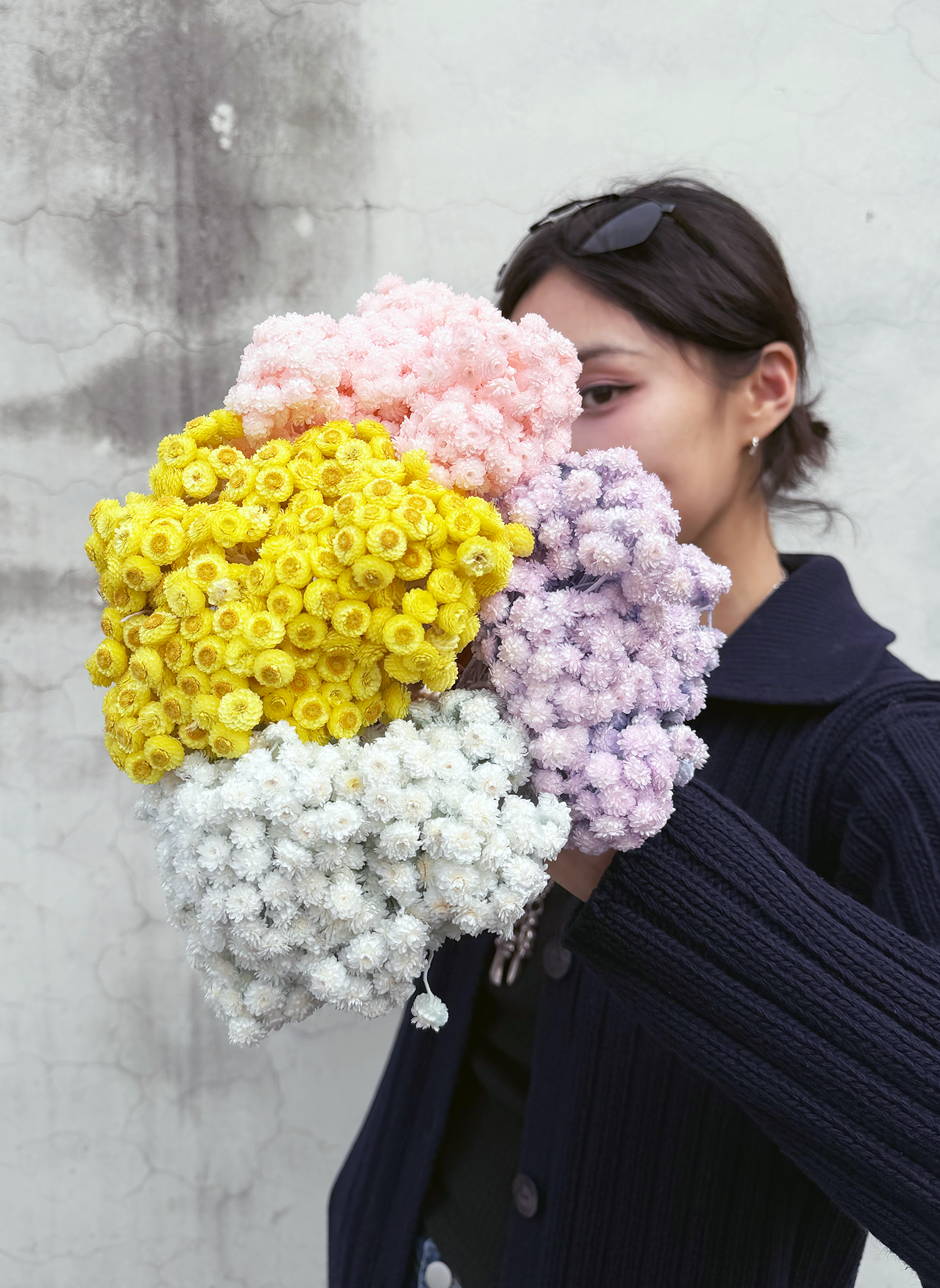 乾燥蠟菊 (義大利)