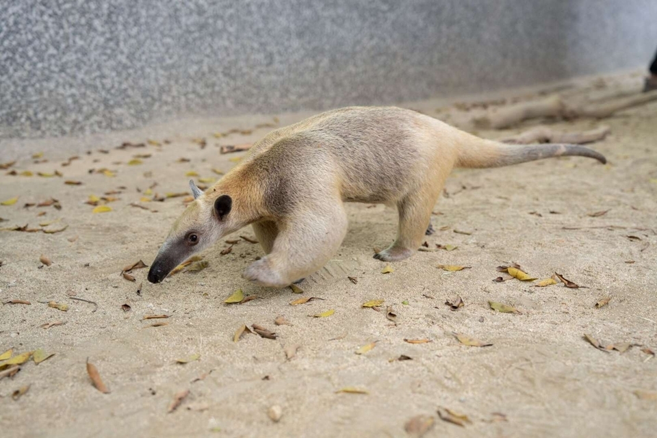 野森動物學校有小食蟻獸，平常在一般動物園裡，無法這麼靠近牠們的生活。