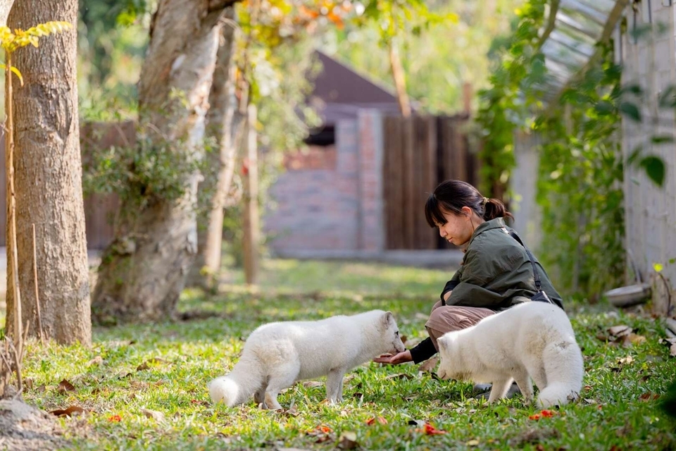 野森動物學校有全台唯一狐狸谷，能看到赤狐與白變赤狐，用更貼近的方式認。