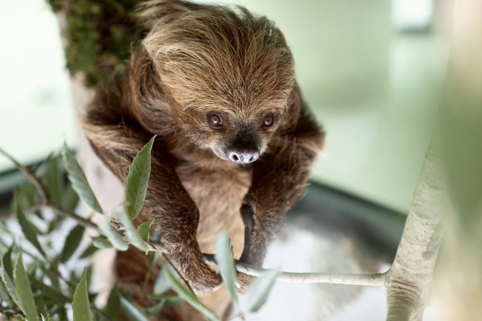 野森動物學校全台首創「與樹懶共進午餐」的體驗，餐廳內特別設計了樹懶穿梭的自然動線。