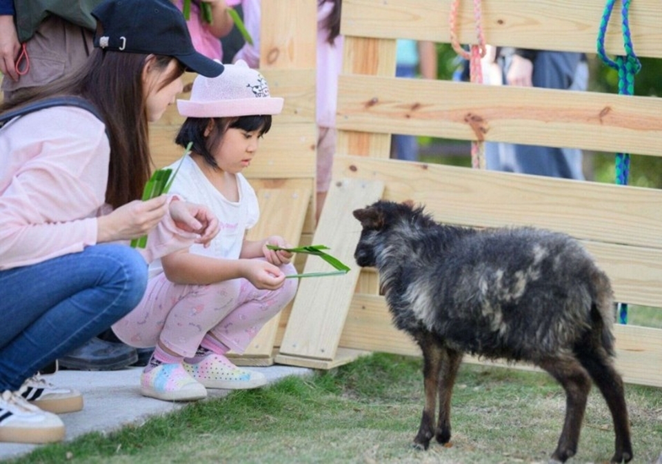 對於想近距離餵食動物的人，野森動物學校十分值得，像沙丘部落、狐狸谷、樹懶食光屋這類區域，走進動物日常。