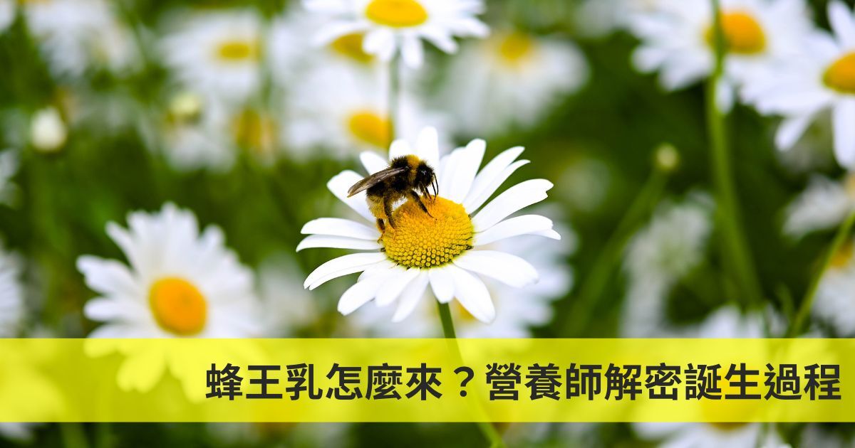 蜂王乳怎麼來？營養師解密誕生過程