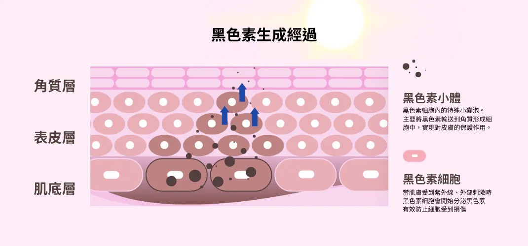 皮膚曬黑的原因：黑色素的生成與作用