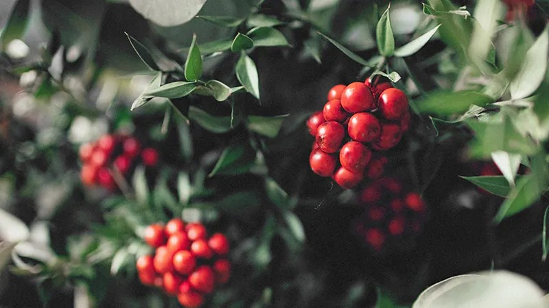 由內而外亮白：飲食調理與營養補充