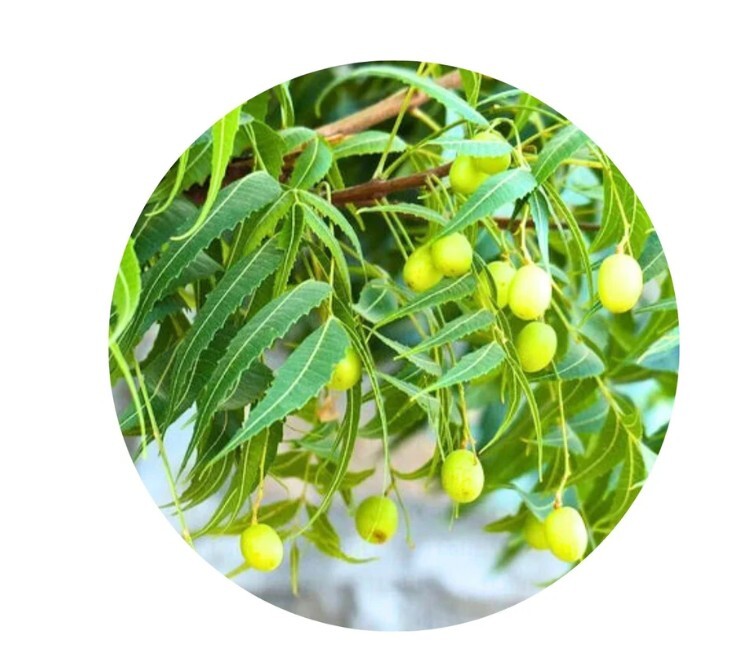 0324HSA06-HW活旋-活旋純正苦楝抗真菌油 30ml [2支以上$108] (A6)