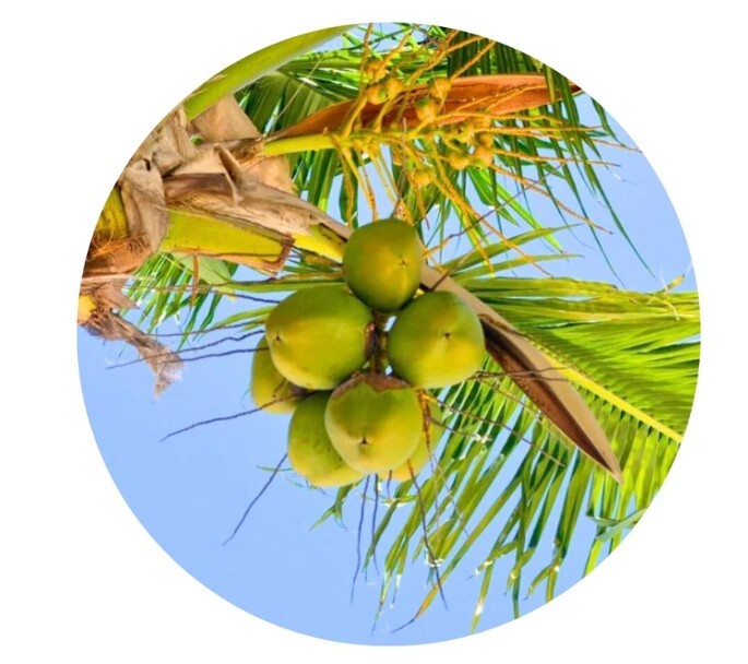 0324HSA07-HW活旋-活旋純正初榨椰子油 100ml [2支以上$168] (A7)