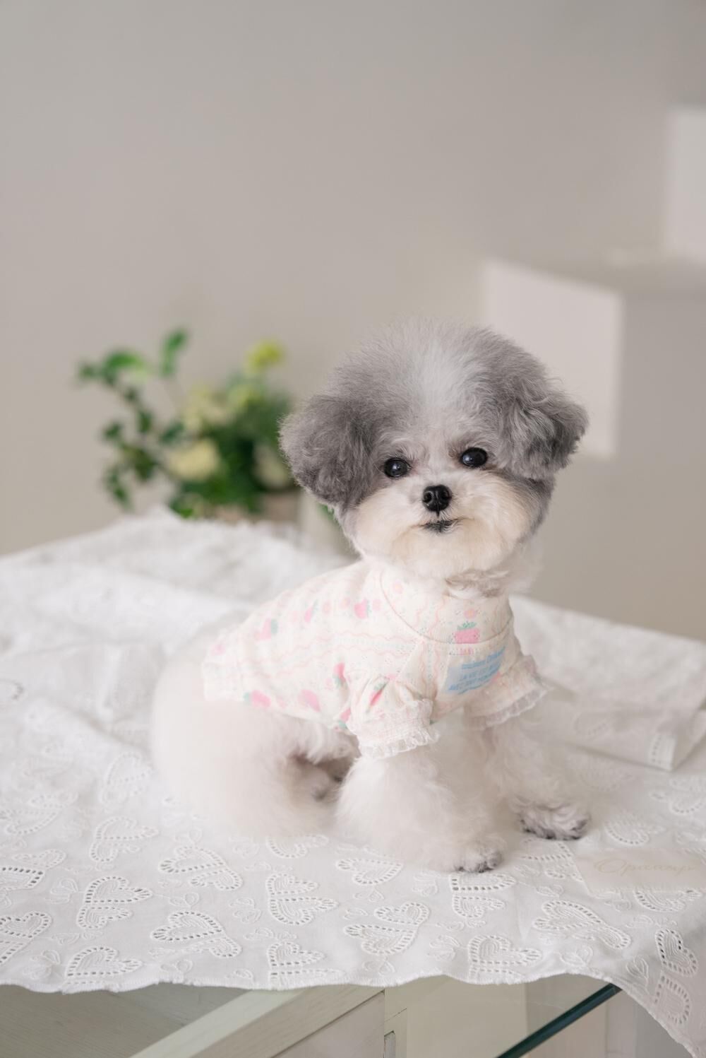 OPAAAP 甜甜T-Shirt_草莓