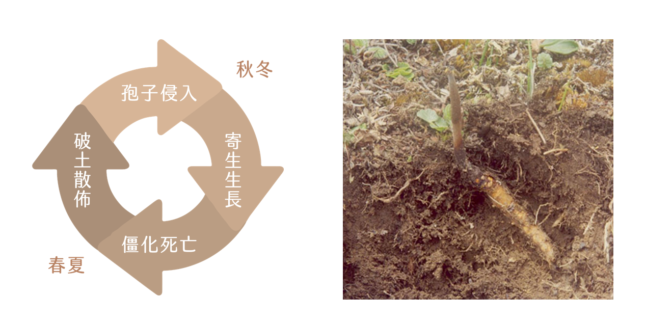 冬蟲夏草的四季循環，與長在土裡的圖片