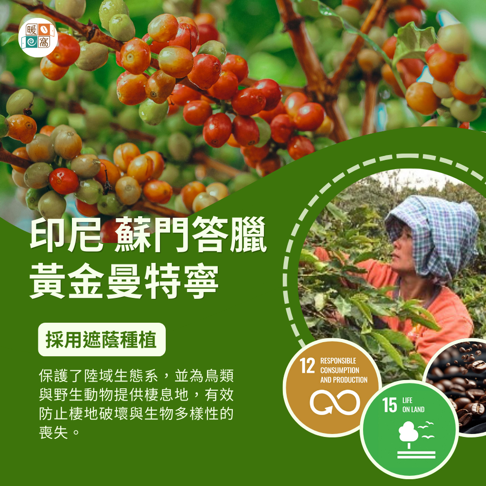 中深焙｜印尼 蘇門答臘 黃金曼特寧 水洗處理法  濾掛耳咖啡包｜暖窩咖啡