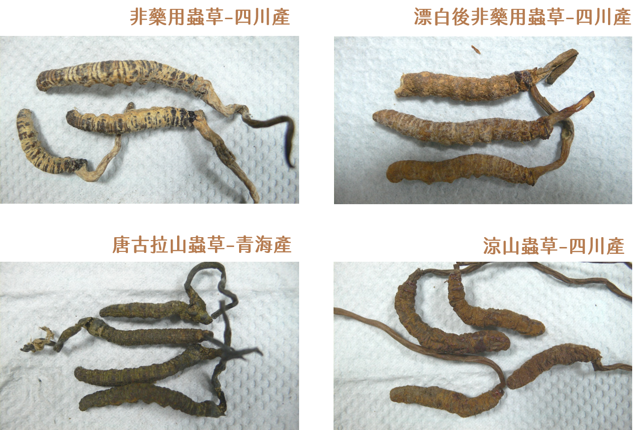 不同蟲草的仿品