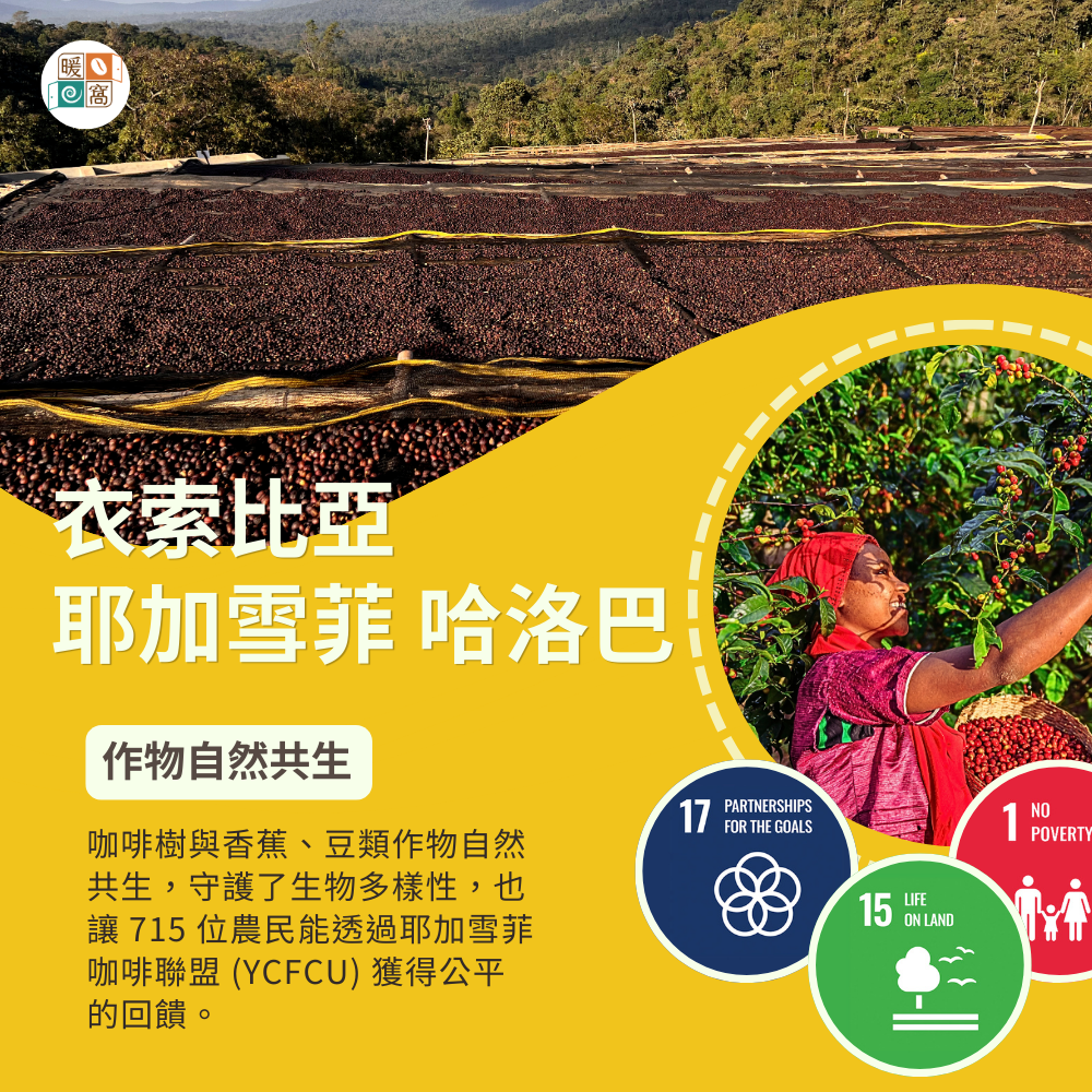 淺中焙｜衣索比亞 耶加雪菲 哈洛巴 G1 水洗處理法 一公斤裝 咖啡豆｜暖窩咖啡