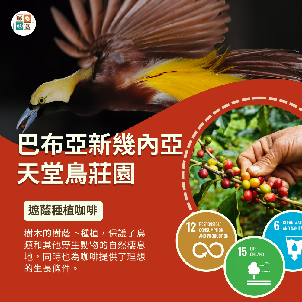 中焙｜巴布亞新幾內亞 維基谷地 天堂鳥 PB 稀有珍珠咖啡圓豆 水洗處理法 咖啡豆 半磅(227g±5g)｜暖窩咖啡