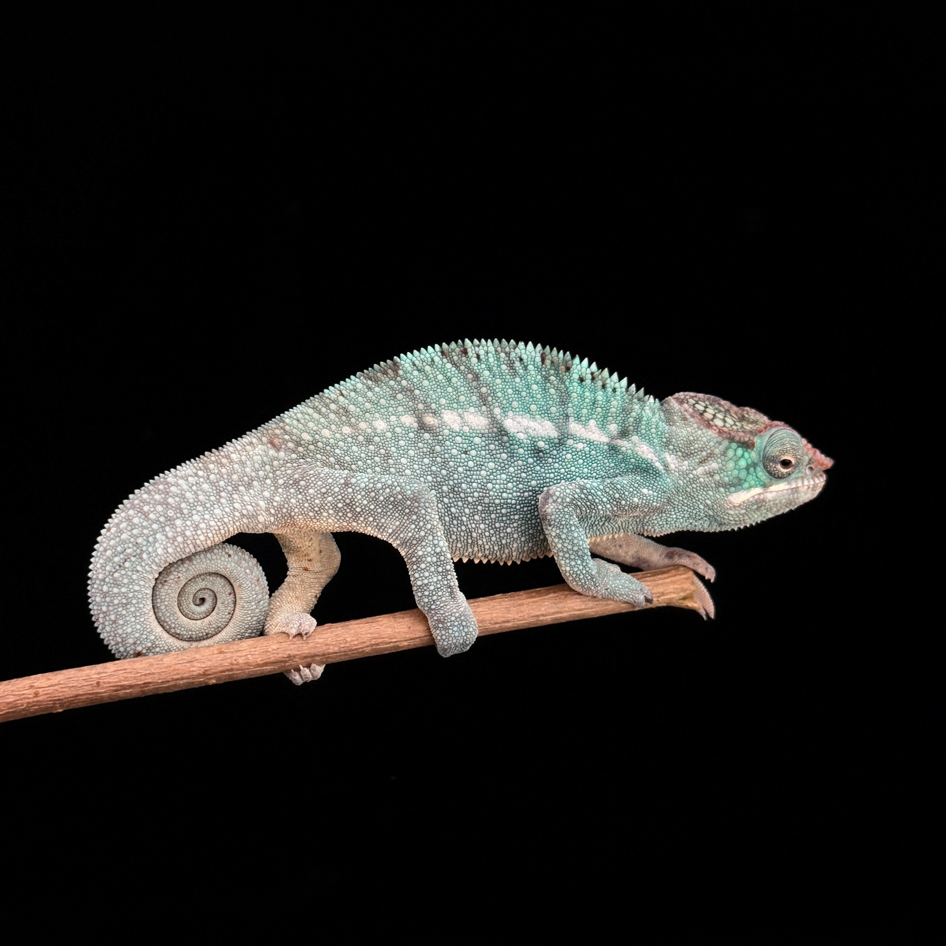 【高雄】Nosy Be 諾西貝|nsb-m131f