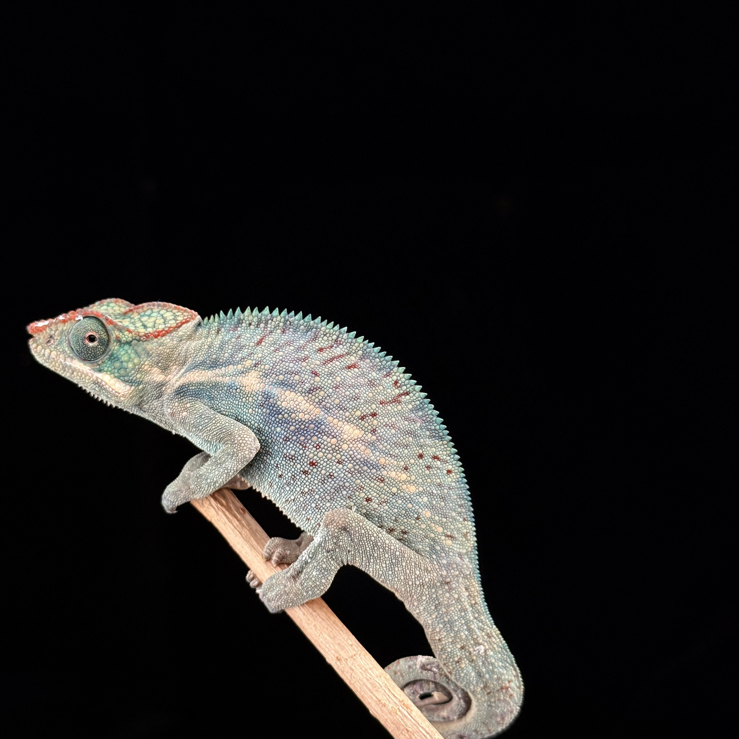 【高雄】Nosy Be 諾西貝|nsb-m137f