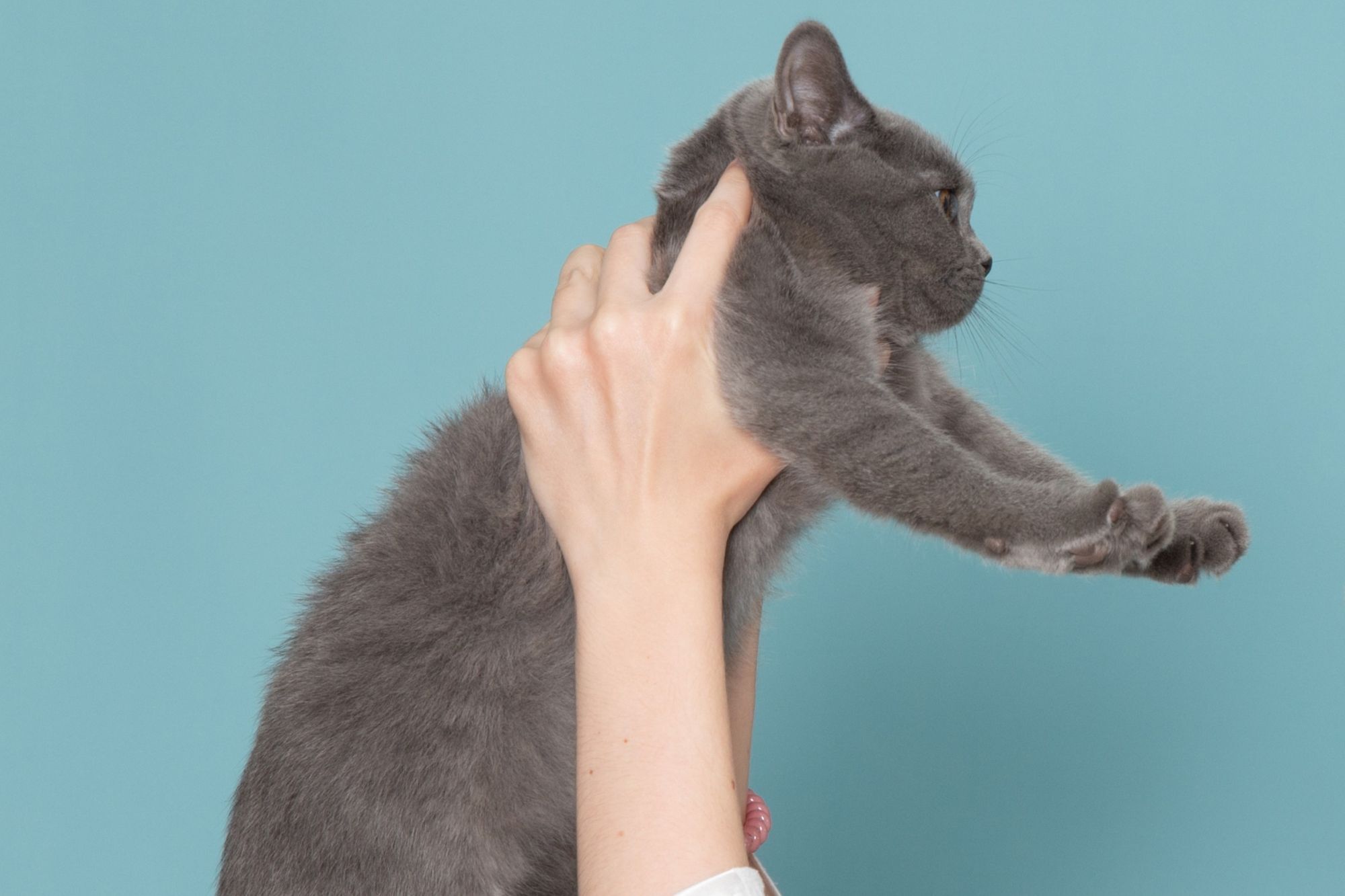 錯誤的抱貓方式之一:從腋下提起