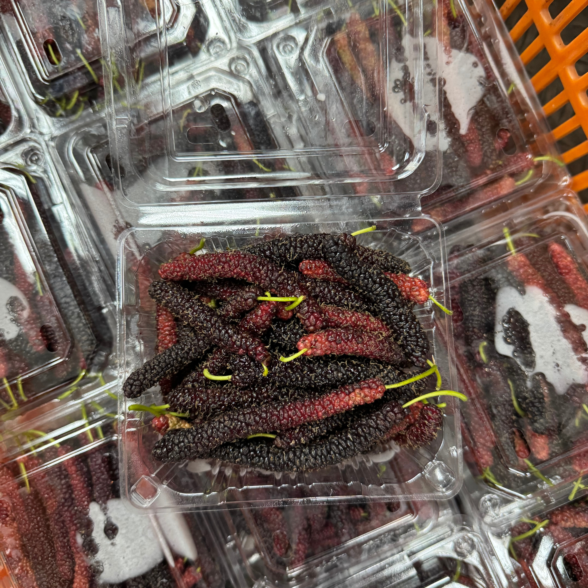 本地有機紅桑子 (盒)