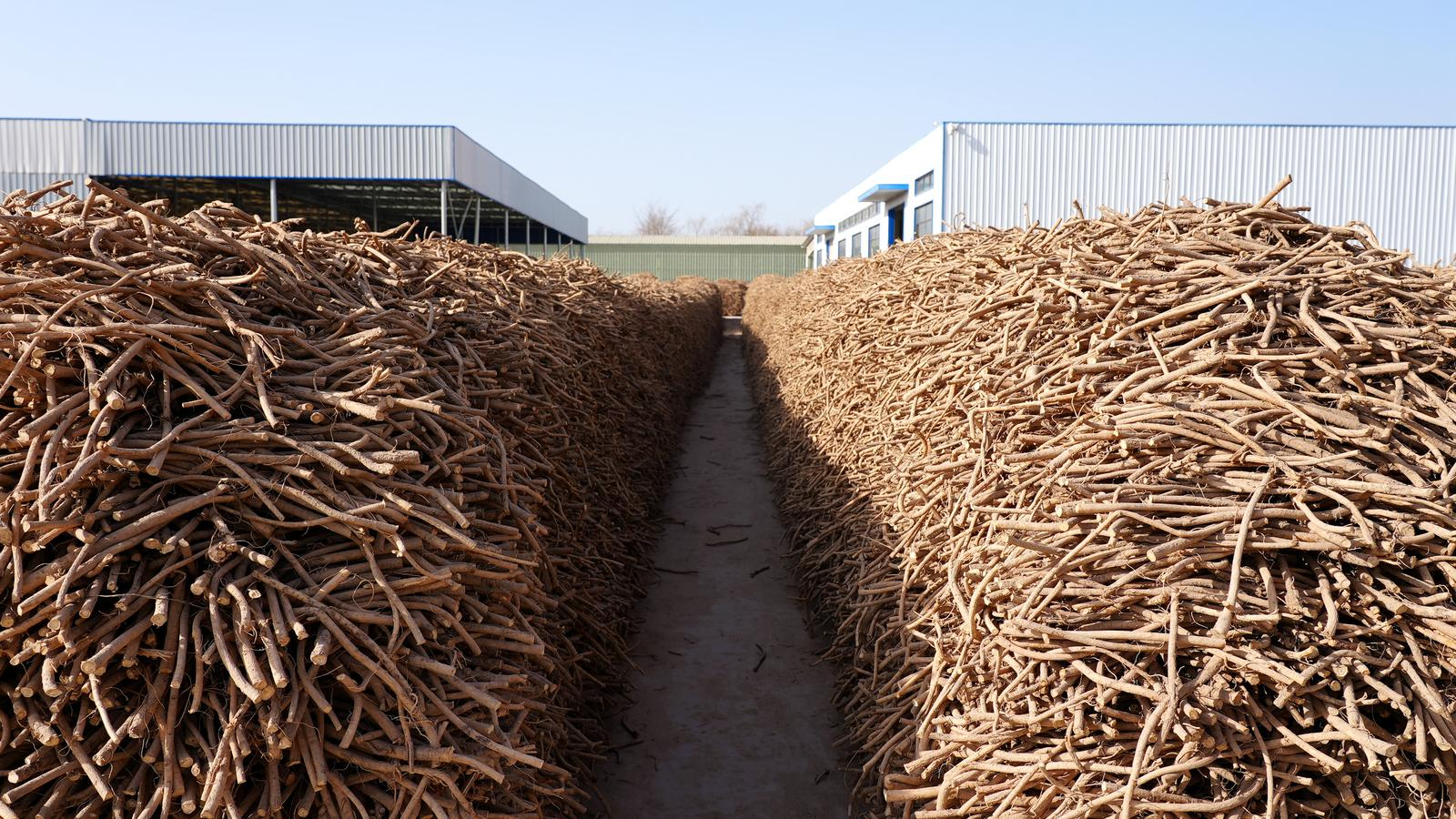 成品黃耆成堆準備販售