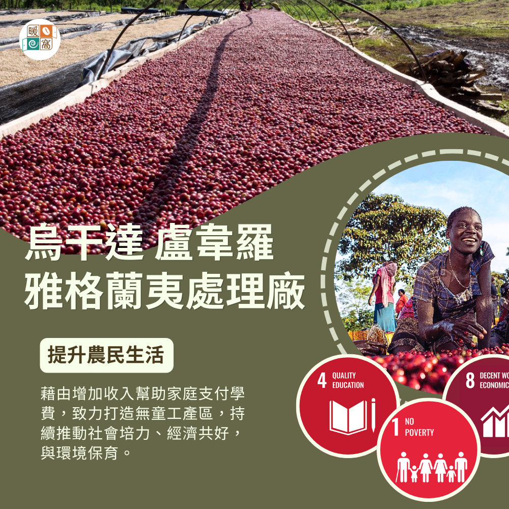 【全球不到 1% 稀有珍品】烏干達 盧韋羅 雅格蘭夷處理廠｜淺中焙｜賴比瑞亞種 (日曬)｜暖窩咖啡