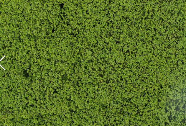 Faller 181625 樹葉，五月綠