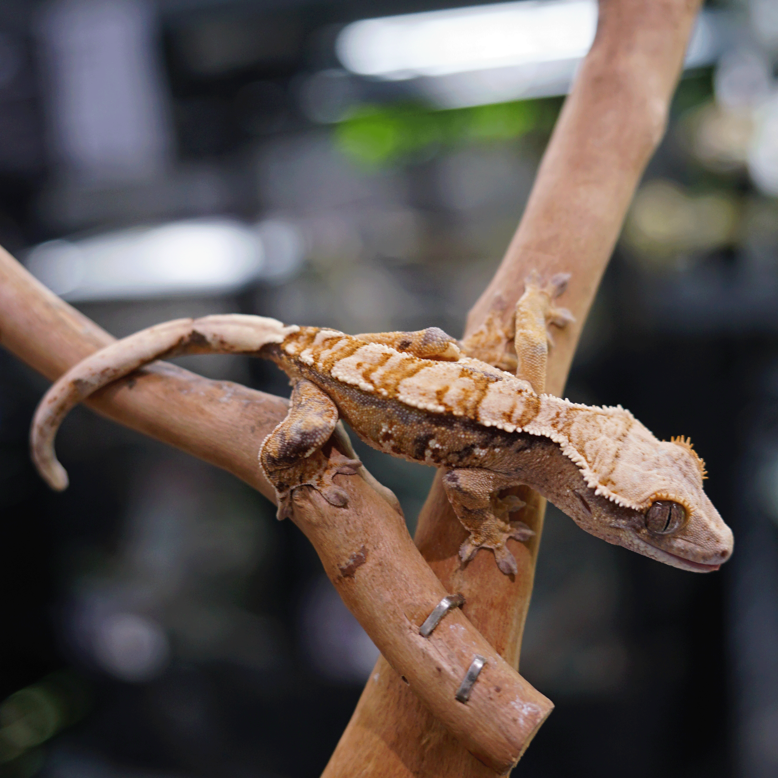 睫角守宮－奶油哈樂根