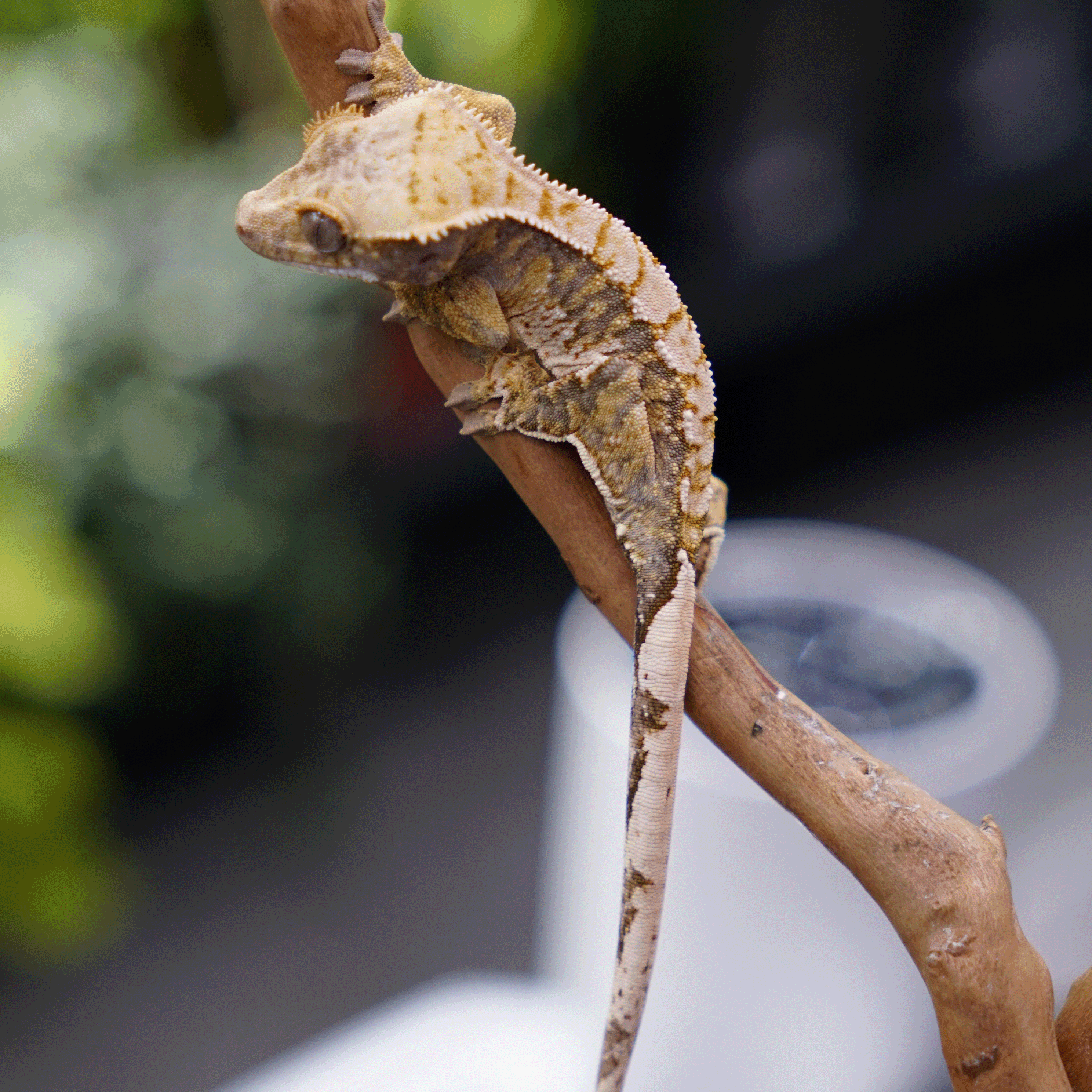 睫角守宮－奶油哈樂根