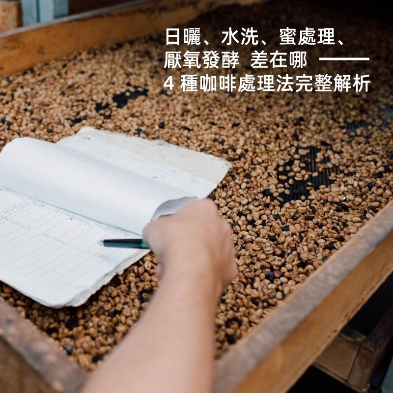 日曬、水洗、蜜處理、 厭氧發酵  差在哪 4 種咖啡處理法完整解析