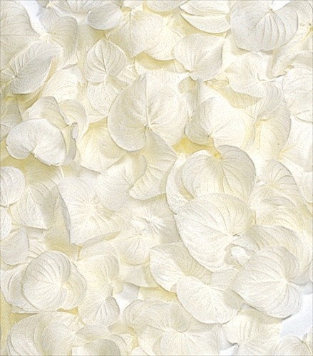 日本乾燥心型葉子 51630-011