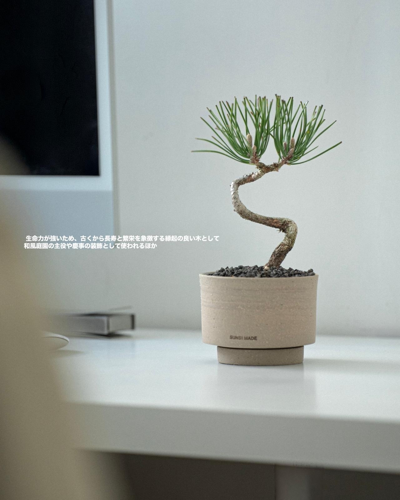 盆栽の王道樹種 - 九州直送🇯🇵クロマツ黒松