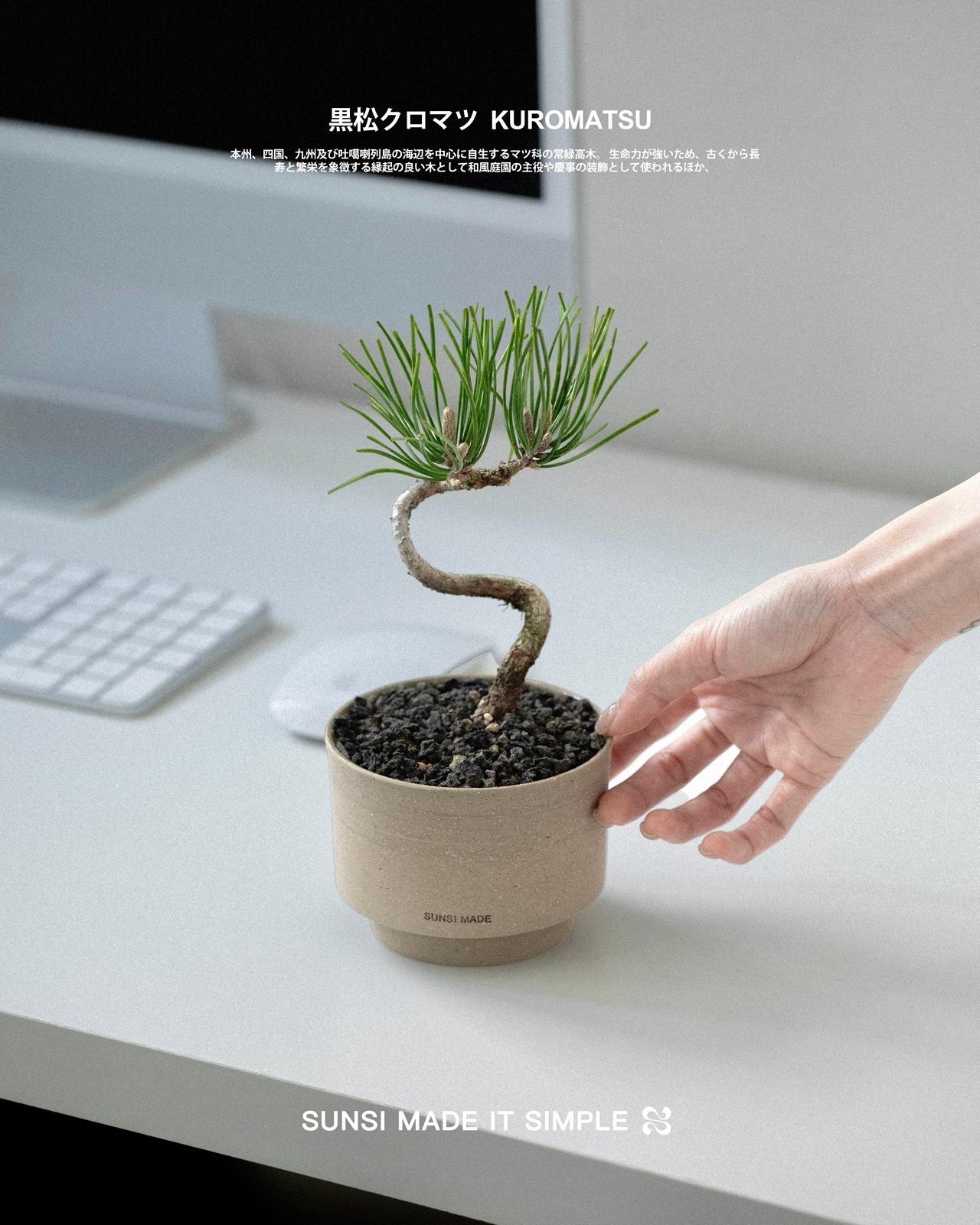 盆栽の王道樹種 - 九州直送🇯🇵クロマツ黒松