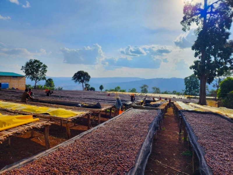 咖啡豆日曬處理