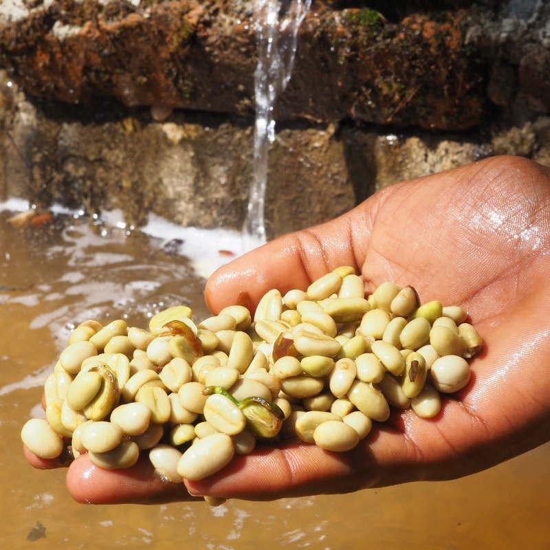 水洗咖啡豆