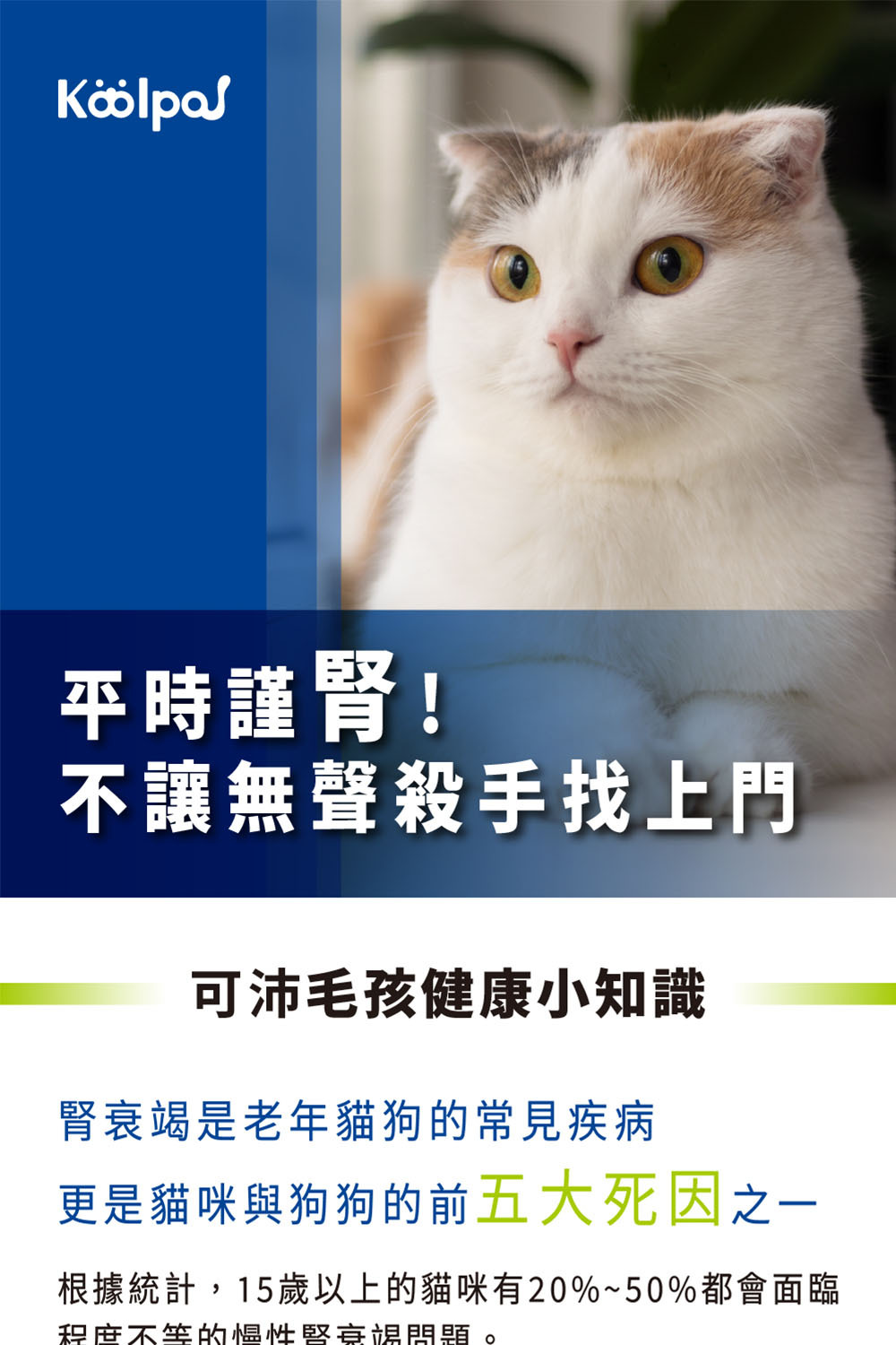 毛腎益使用技轉腎臟益生菌維持貓咪狗狗腎臟健康